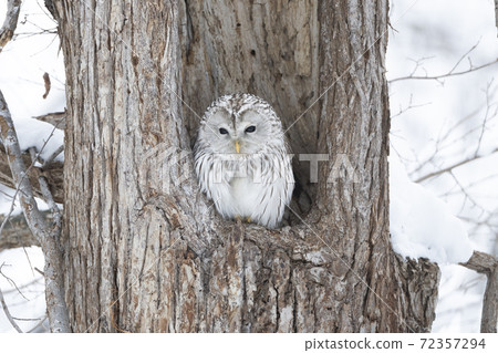 Snow and round Ezo owl 72357294