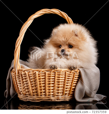 Pomeranian Spitz puppy looking aside while sitting in a wicker basket. 72357359