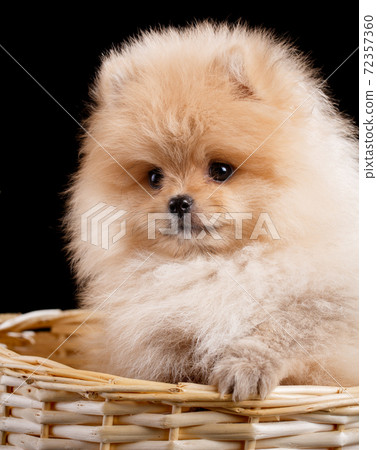 Portrait of a Pomeranian Spitz puppy in wicker basket on black background. Portrait of a Pomeranian Spitz puppy in wicker basket on black background. 72357360