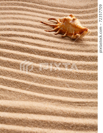 Beautiful seashells on sand and warm sun light Beautiful seashells on sand and warm sun light 72357709