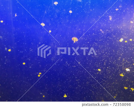 Aquarium jellyfish that shines like a starry sky Aquarium jellyfish that shines like a starry sky 72358098