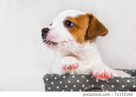 Jack Russell Terrier dog puppy in the basket Jack Russell Terrier dog puppy in the basket 72358169