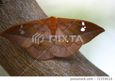 butterfly butterfly 72359018