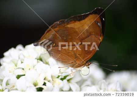 butterfly butterfly 72359019