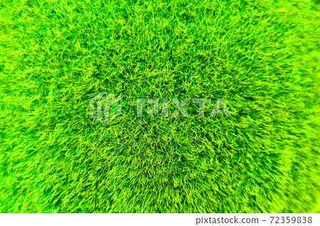 green moss texture 72359838