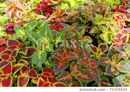 coleus blumei plant texture 72359839