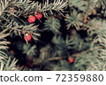 Blue green prickly branches of a fur-tree or pine with red berries 72359880