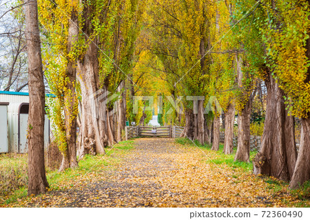 Hokkaido University Sapporo Campus Poplar Avenue Hokkaido University Sapporo Campus Poplar Avenue 72360490