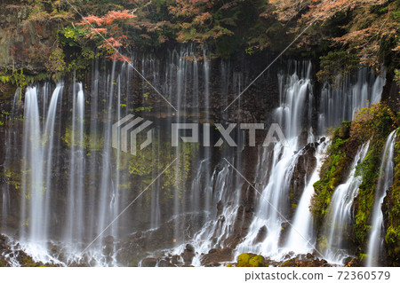 Autumn leaves of "Shiraito Falls" Fujinomiya City Autumn leaves of "Shiraito Falls" Fujinomiya City 72360579