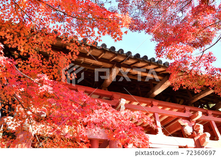 Honkei-ji Temple Autumn leaves at Sanmon Honkei-ji Temple Autumn leaves at Sanmon 72360697