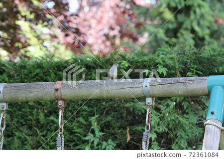 Dannock, a wild bird that perches on the horizontal bar of a swing Dannock, a wild bird that perches on the horizontal bar of a swing 72361084