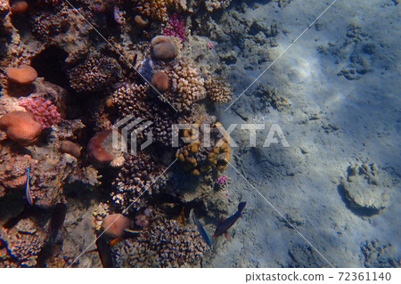 coral reef in egypt coral reef in egypt 72361140