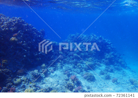 coral reef in egypt coral reef in egypt 72361141