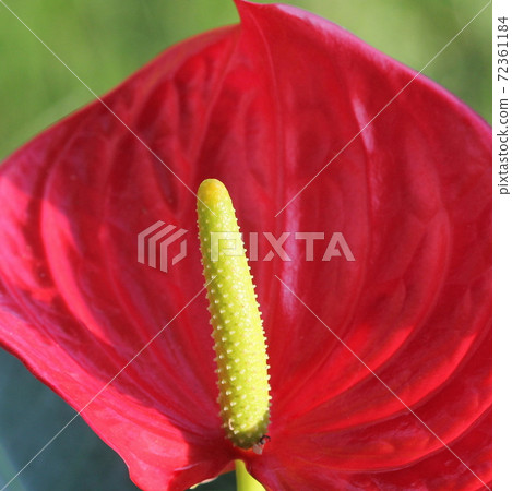 Save Download Preview Anthurium the Flamingo Flower is an evergreen with red waxy flowers. Blossom beautiful exotic flower houseplant Save Download Preview Anthurium the Flamingo Flower is an evergreen with red waxy flowers. Blossom beautiful exotic flower houseplant 72361184