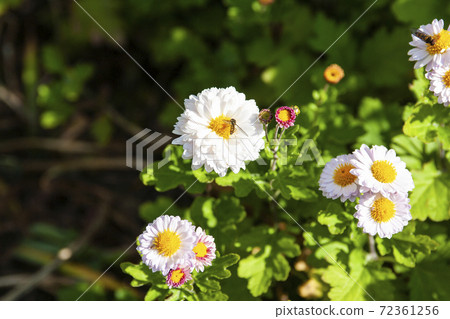 A hoverfly sitting on a white chrysanthemum flower and eating nectar 72361256