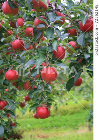 蘋果庭院風景 72362148