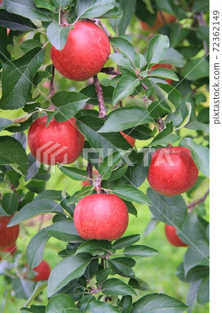 蘋果庭院風景 72362149