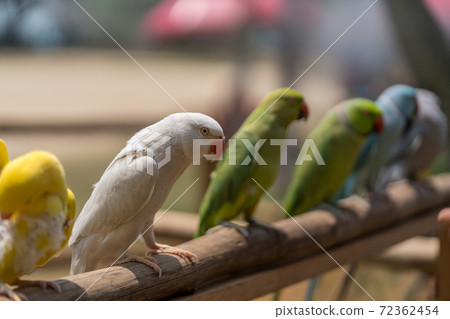 Parakeets lined up in a row 72362454