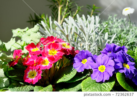 Cute blue and red Primula flowers 72362637