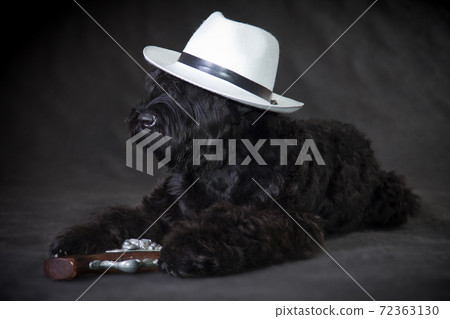Russian black terrier dog in a hat and with a gun Russian black terrier dog in a hat and with a gun 72363130