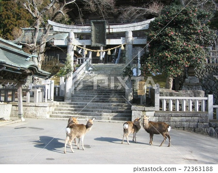 Jinhua Mountain Shogin Shrine 72363188