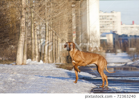 Standing ridgeback, in spring park, walks on melting snow Standing ridgeback, in spring park, walks on melting snow 72363240