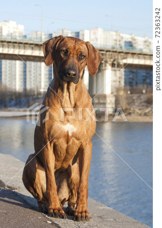Rhodesian ridgeback dog, sitting on the embankment by the river Rhodesian ridgeback dog, sitting on the embankment by the river 72363242