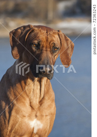 Rhodesian ridgeback dog, outdoor portrait Rhodesian ridgeback dog, outdoor portrait 72363243