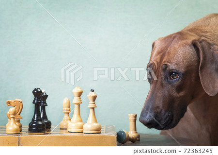 Rhodesian ridgeback trained dog loses chess Rhodesian ridgeback trained dog loses chess 72363245
