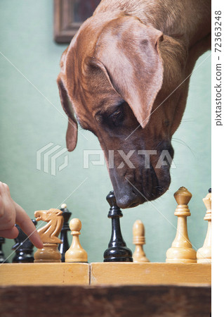 Trained Rhodesian Ridgeback dog plays chess Trained Rhodesian Ridgeback dog plays chess 72363248