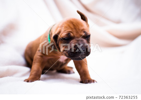Little cute Rhodesian Ridgeback puppy shakes his head Little cute Rhodesian Ridgeback puppy shakes his head 72363255
