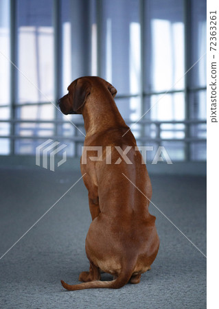 Rhodesian Ridgeback dog sits backwards to us Rhodesian Ridgeback dog sits backwards to us 72363261