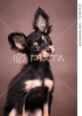 Portrait of a little Russian toy dog on a brown background 72363410
