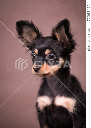 Close-up portrait of a small Russian toy dog on a brown background 72363411