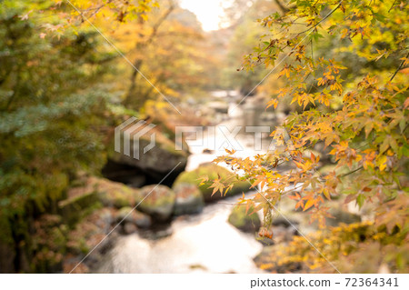 Kikuchi Gorge Autumn Leaves Ryugabuchi / Tengu Waterfall [Kikuchi City, Kumamoto Prefecture] 72364341