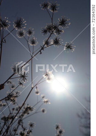 American Sendagusa shining against the sun American Sendagusa shining against the sun 72364392