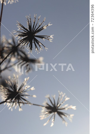 American Sendagusa shining against the sun American Sendagusa shining against the sun 72364396