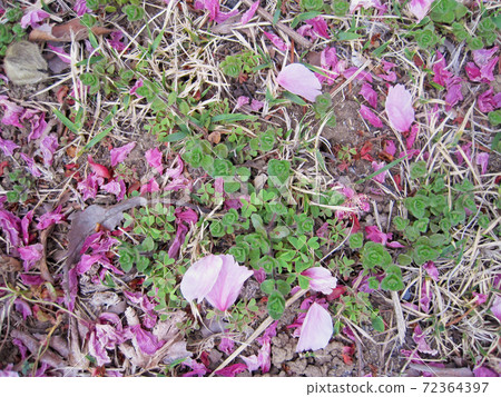 櫻花落在地上的花瓣 72364397