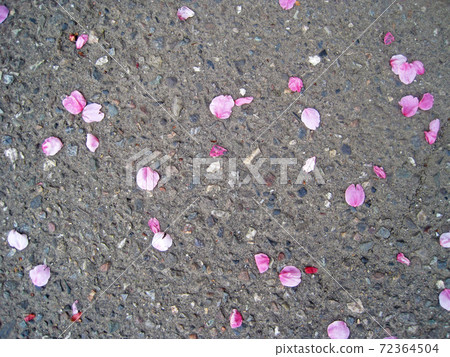 Cherry blossom petals piled up on the asphalt road 72364504