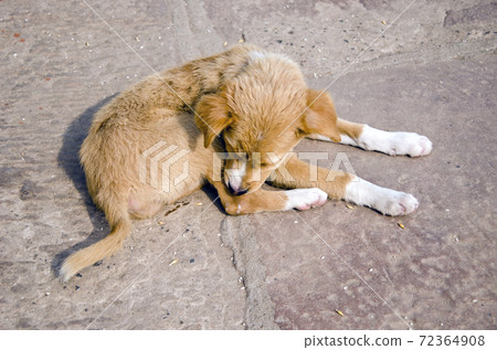 dog sleeping on street in Varanasi, India dog sleeping on street in Varanasi, India 72364908