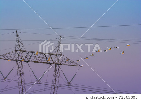 Egret Flock Egret Flock 72365005