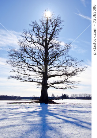 one oak on snowy winter field one oak on snowy winter field 72365096