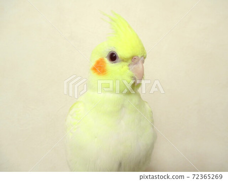 Cute facial expression of cockatiel, hand riding Lucino Cute facial expression of cockatiel, hand riding Lucino 72365269