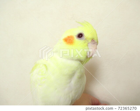 Cute facial expression of cockatiel, hand riding Lucino 72365270