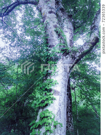 Tangled with trees 72365339