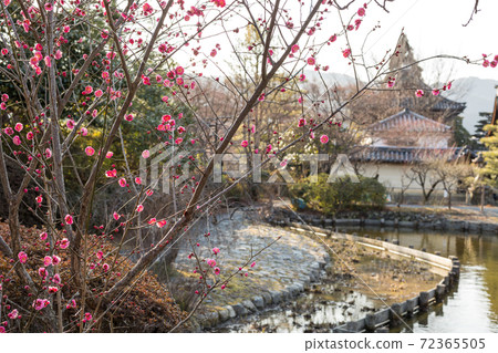 在梅宮大社神社的櫻屋池塘兩岸盛開的紅梅 在梅宮大社神社的櫻屋池塘兩岸盛開的紅梅 72365505
