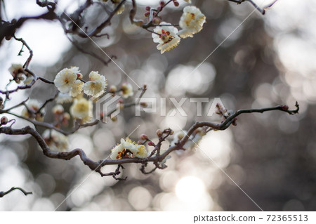 Branches and buds of white plum blossoms that are beginning to bloom at Umenomiya Taisha Shrine and Toshinen 72365513