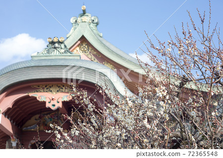 Kitano Tenmangu Shrine, Treasure Hall and Shiraume in full bloom in fine weather 72365548