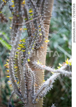 Kyoto Botanical Gardens, Viewing Greenhouse Desert Savannah Room Aryuboku Kyoto Botanical Gardens, Viewing Greenhouse Desert Savannah Room Aryuboku 72365568