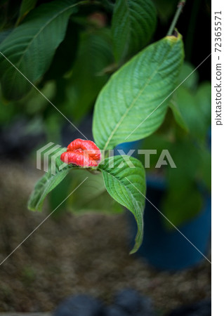 京都府植物園，觀賞溫室叢林房間的稀有花，Psychotoria Peppigiana的“熱唇植物” 72365571